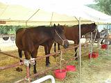 FieraBestiane (61)